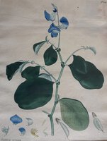CROTOLARIA VERRUCOSA by ANDREWS, Henry C.