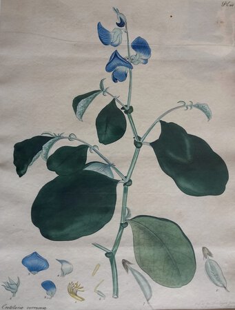 CROTOLARIA VERRUCOSA by ANDREWS, Henry C.