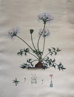 GERANIUM BARBATUM by ANDREWS, Henry C.