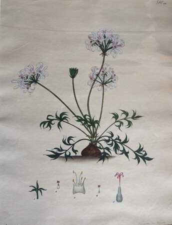 GERANIUM BARBATUM by ANDREWS, Henry C.