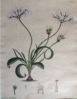 GERANIUM UNDULATUM by ANDREWS, Henry C.