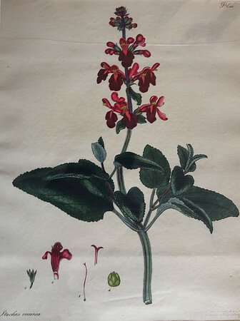 STACHAS COCANEA by ANDREWS, Henry C.