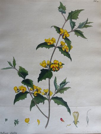 PULTENAEA ILICOLIA. by ANDREWS, Henry C.
