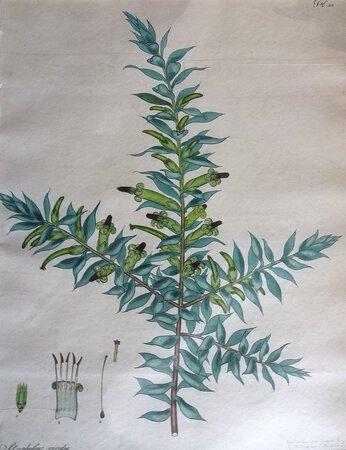 STYPHELIA VIRIDIS. by ANDREWS, Henry C.