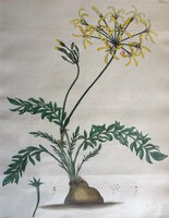 GERANIUM PINNATUM by ANDREWS, Henry C.