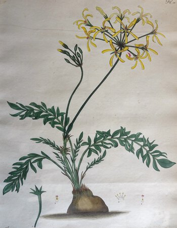 GERANIUM PINNATUM by ANDREWS, Henry C.
