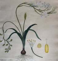 ANTHERICUM COSTATUM by ANDREWS, Henry C.