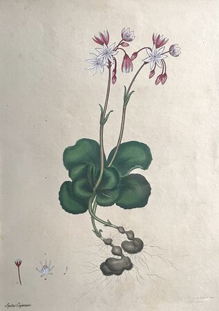 SEPTA CAPENSIS. by ANDREWS, Henry C.