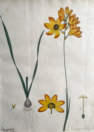 IXIA CAPITATA. by ANDREWS, Henry C.