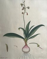LACHENALIA REFLEXA by ANDREWS, Henry C.