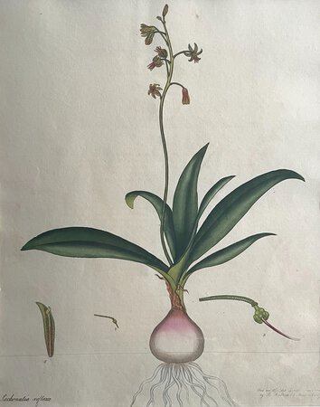LACHENALIA REFLEXA by ANDREWS, Henry C.