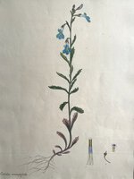 LOBELIA CORONOPIFOLIA by ANDREWS, Henry C.