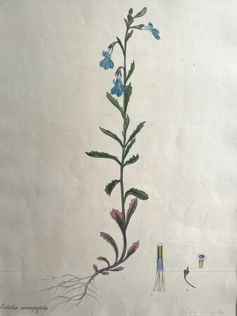 LOBELIA CORONOPIFOLIA by ANDREWS, Henry C.