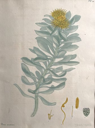 PROTEA CANDICANS by ANDREWS, Henry C.