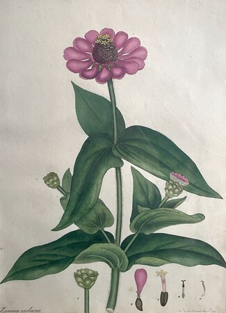 ZINNIA VIOLACEA. by ANDREWS, Henry C.
