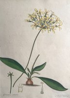GERANIUM CILIATUM. by ANDREWS, Henry C.