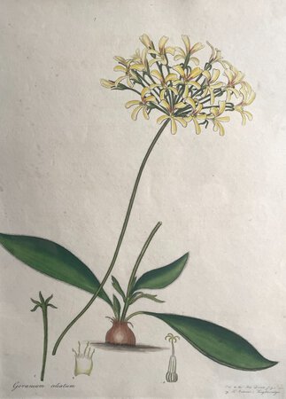 GERANIUM CILIATUM. by ANDREWS, Henry C.