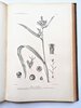 Another image of ARGENTINA PLANTS AND FLOWERS - 800+ PLATES - MONUMENTAL WORK 5 folio Volumes in 7