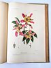 Another image of ARGENTINA PLANTS AND FLOWERS - 800+ PLATES - MONUMENTAL WORK 5 folio Volumes in 7