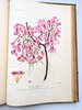 Another image of ARGENTINA PLANTS AND FLOWERS - 800+ PLATES - MONUMENTAL WORK 5 folio Volumes in 7