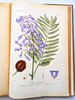 Another image of ARGENTINA PLANTS AND FLOWERS - 800+ PLATES - MONUMENTAL WORK 5 folio Volumes in 7