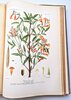 Another image of ARGENTINA PLANTS AND FLOWERS - 800+ PLATES - MONUMENTAL WORK 5 folio Volumes in 7