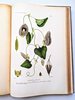 Another image of ARGENTINA PLANTS AND FLOWERS - 800+ PLATES - MONUMENTAL WORK 5 folio Volumes in 7