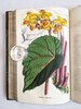 Another image of FLORIST AND HORTICULTURAL JOURNAL 2 Bound Volumes ILLUSTRATED with HAND-COLORED PLATES of PLANTS & FLOWERS Published in Philadelphia 1852 & 1854 by Edited by H. C. Hanson