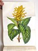 Another image of FLORIST AND HORTICULTURAL JOURNAL 2 Bound Volumes ILLUSTRATED with HAND-COLORED PLATES of PLANTS & FLOWERS Published in Philadelphia 1852 & 1854 by Edited by H. C. Hanson