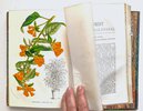 Another image of FLORIST AND HORTICULTURAL JOURNAL 2 Bound Volumes ILLUSTRATED with HAND-COLORED PLATES of PLANTS & FLOWERS Published in Philadelphia 1852 & 1854 by Edited by H. C. Hanson