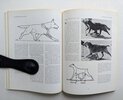 Another image of DOG LOCOMOTION AND GAIT ANALYSIS Classic Canine Text for Breeders & Show Dogs ILLUSTRATED by Curtis M. Brown