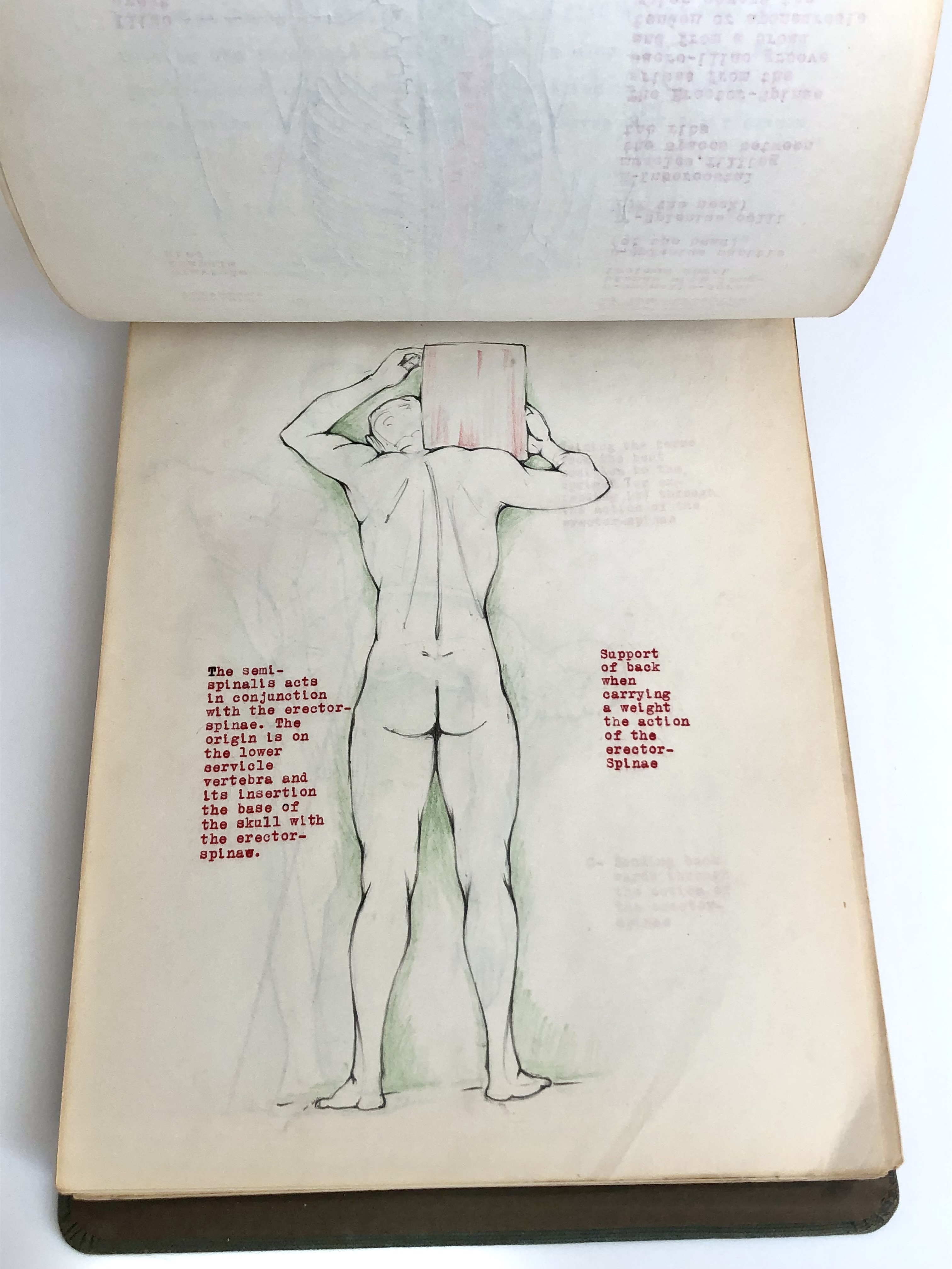 COLLECTION OF ORIGINAL ANATOMICAL DRAWINGS Handmade 1950 ANATOMY ...