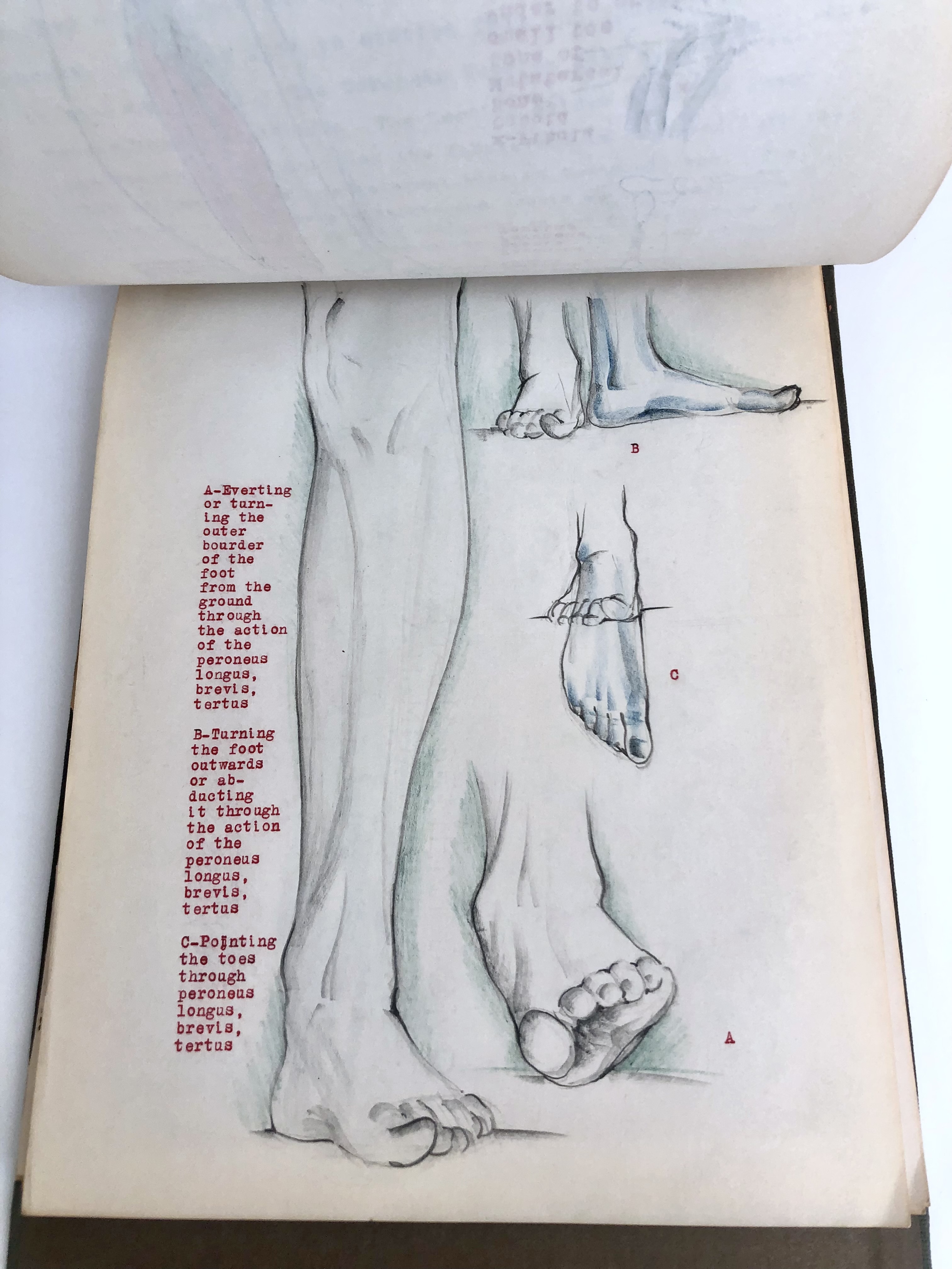 COLLECTION OF ORIGINAL ANATOMICAL DRAWINGS Handmade 1950 ANATOMY ...
