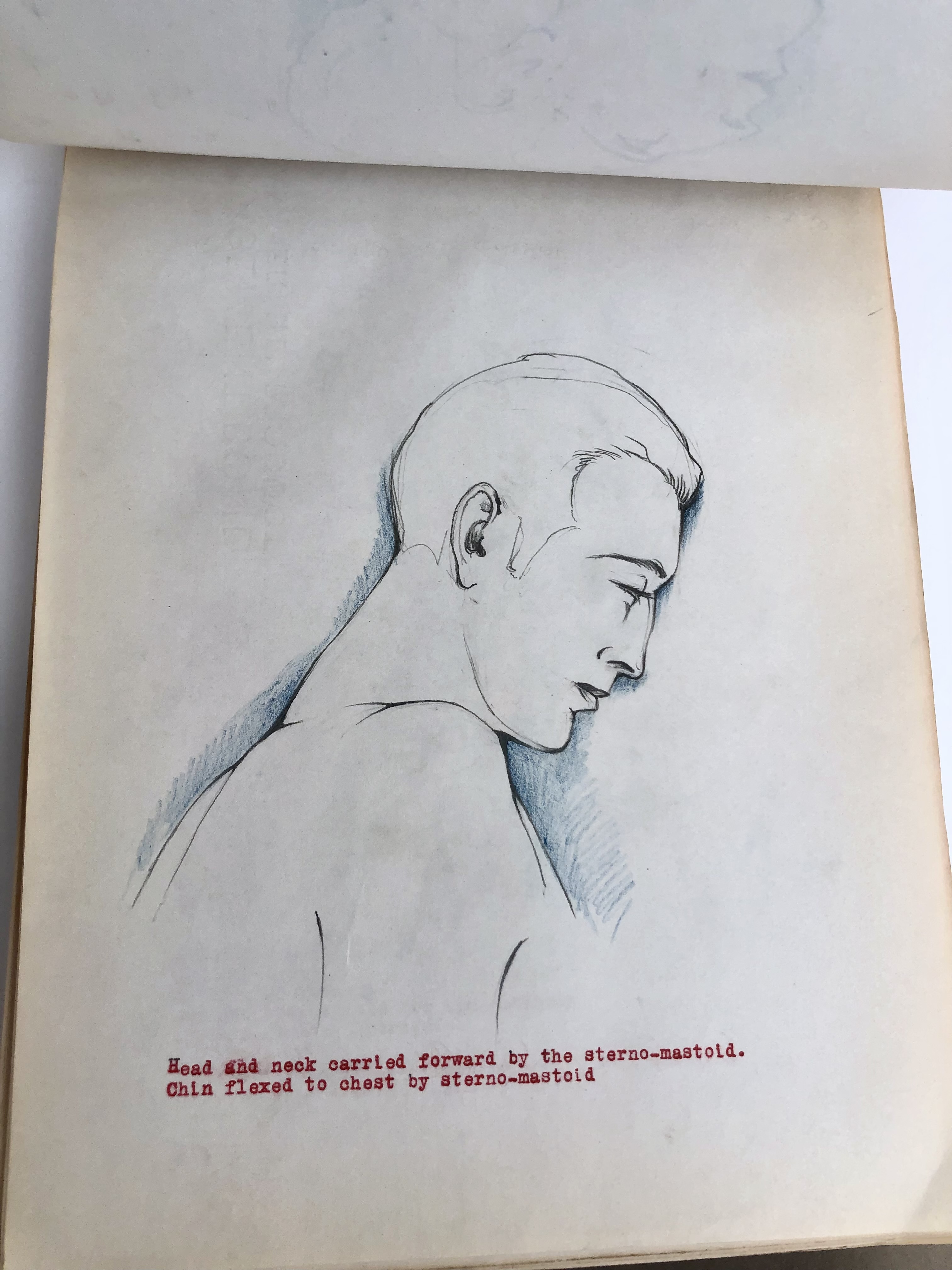 COLLECTION OF ORIGINAL ANATOMICAL DRAWINGS Handmade 1950 ANATOMY ...