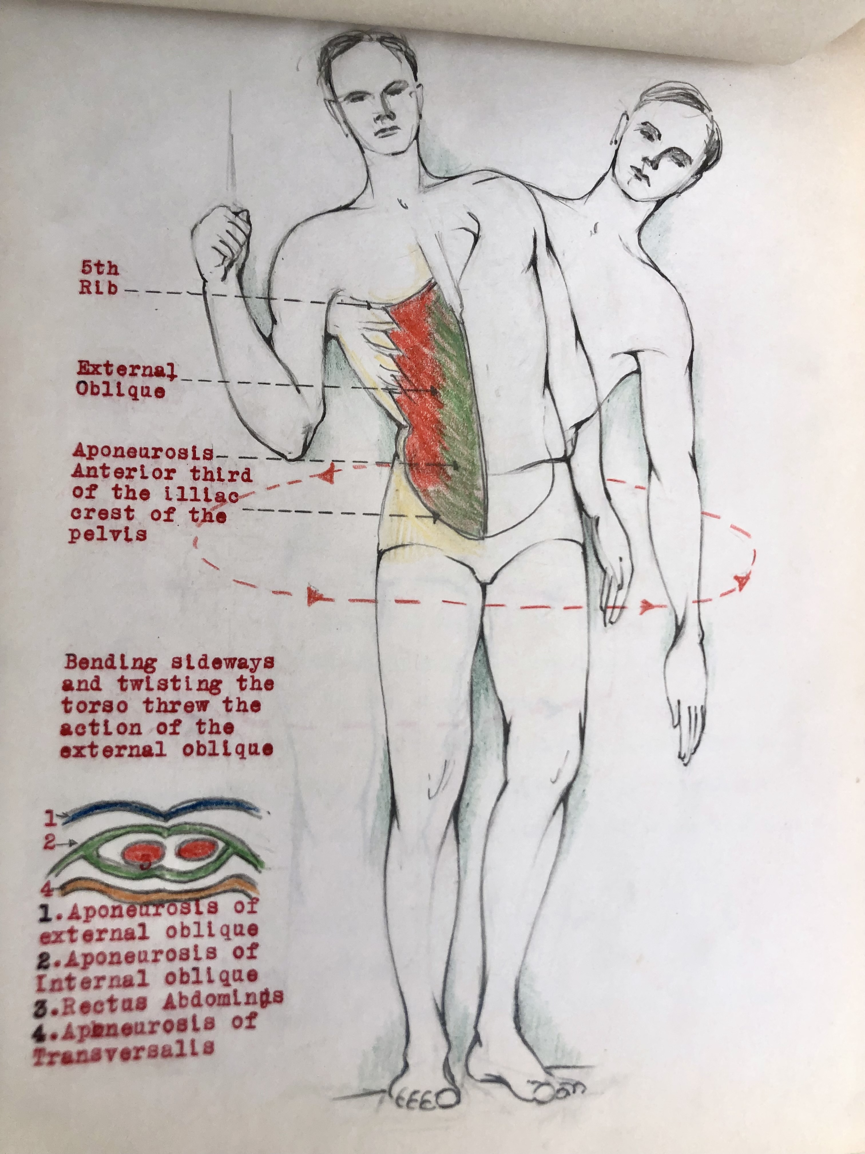 COLLECTION OF ORIGINAL ANATOMICAL DRAWINGS Handmade 1950 ANATOMY ...