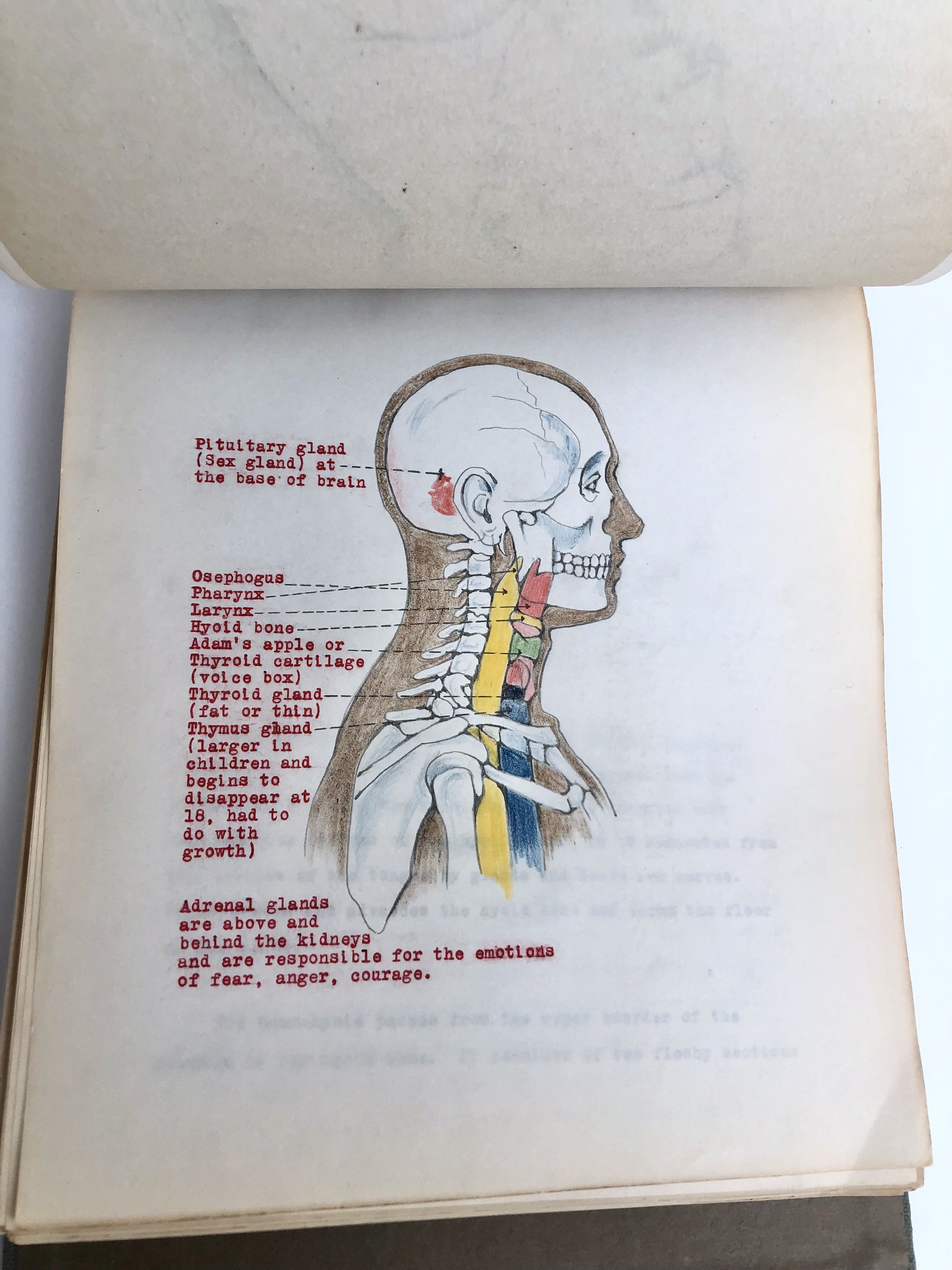 COLLECTION OF ORIGINAL ANATOMICAL DRAWINGS Handmade 1950 ANATOMY ...
