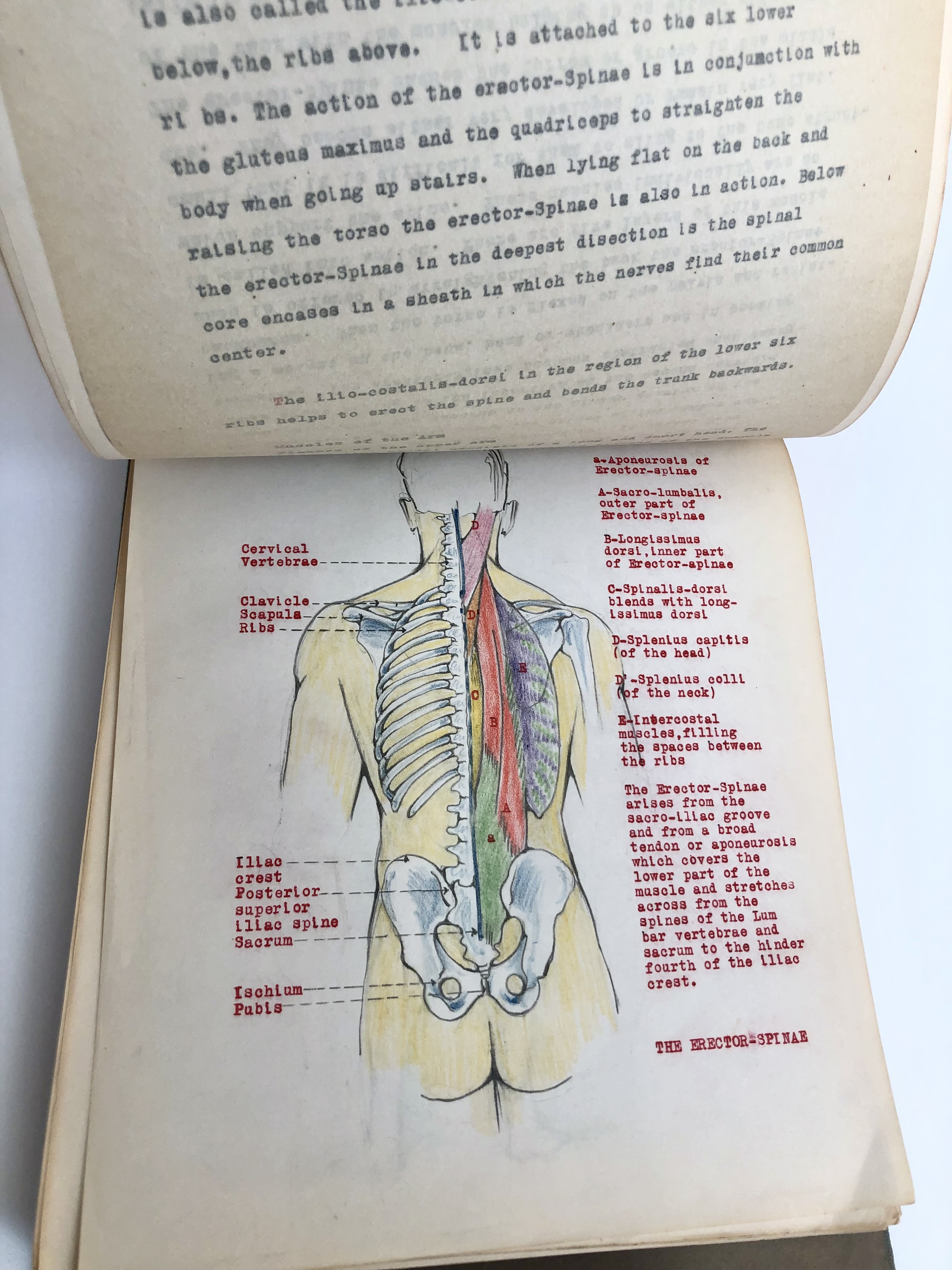 COLLECTION OF ORIGINAL ANATOMICAL DRAWINGS Handmade 1950 ANATOMY ...