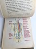 Another image of COLLECTION OF ORIGINAL ANATOMICAL DRAWINGS Handmade 1950 ANATOMY Artists BOOK by Female ART STUDENT Oakland California by Louise Fairbanks Williams