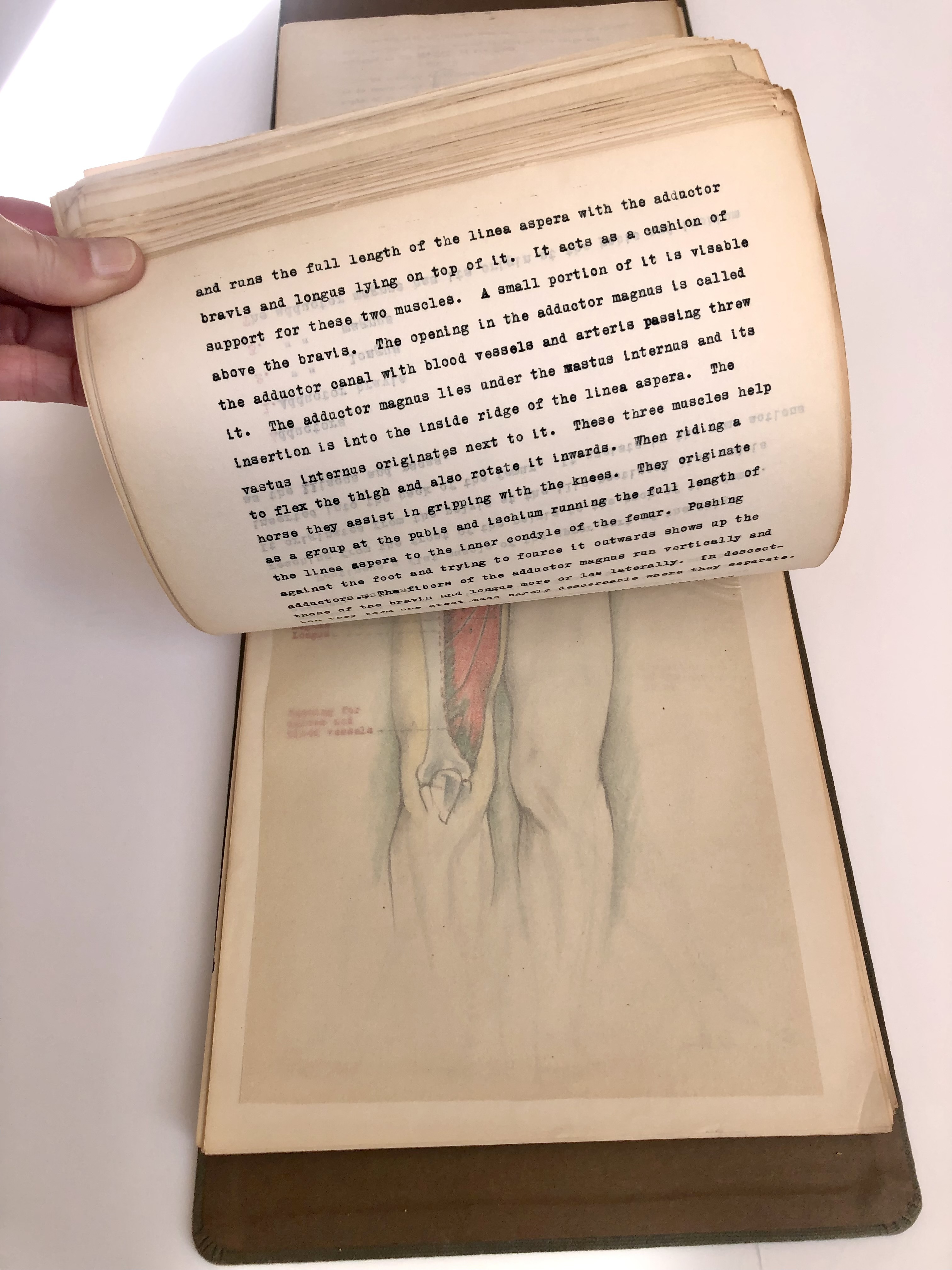 COLLECTION OF ORIGINAL ANATOMICAL DRAWINGS Handmade 1950 ANATOMY ...