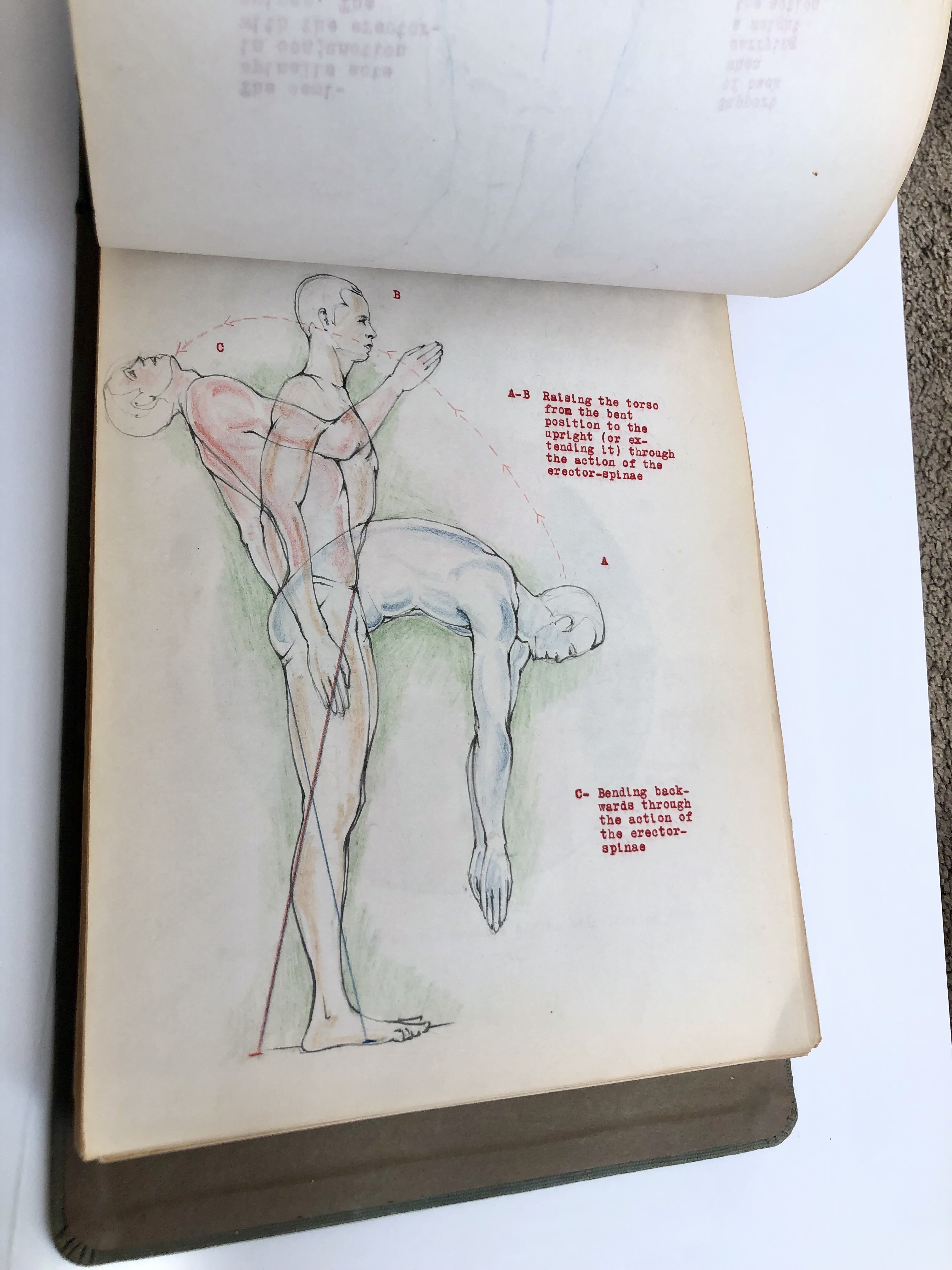 COLLECTION OF ORIGINAL ANATOMICAL DRAWINGS Handmade 1950 ANATOMY ...