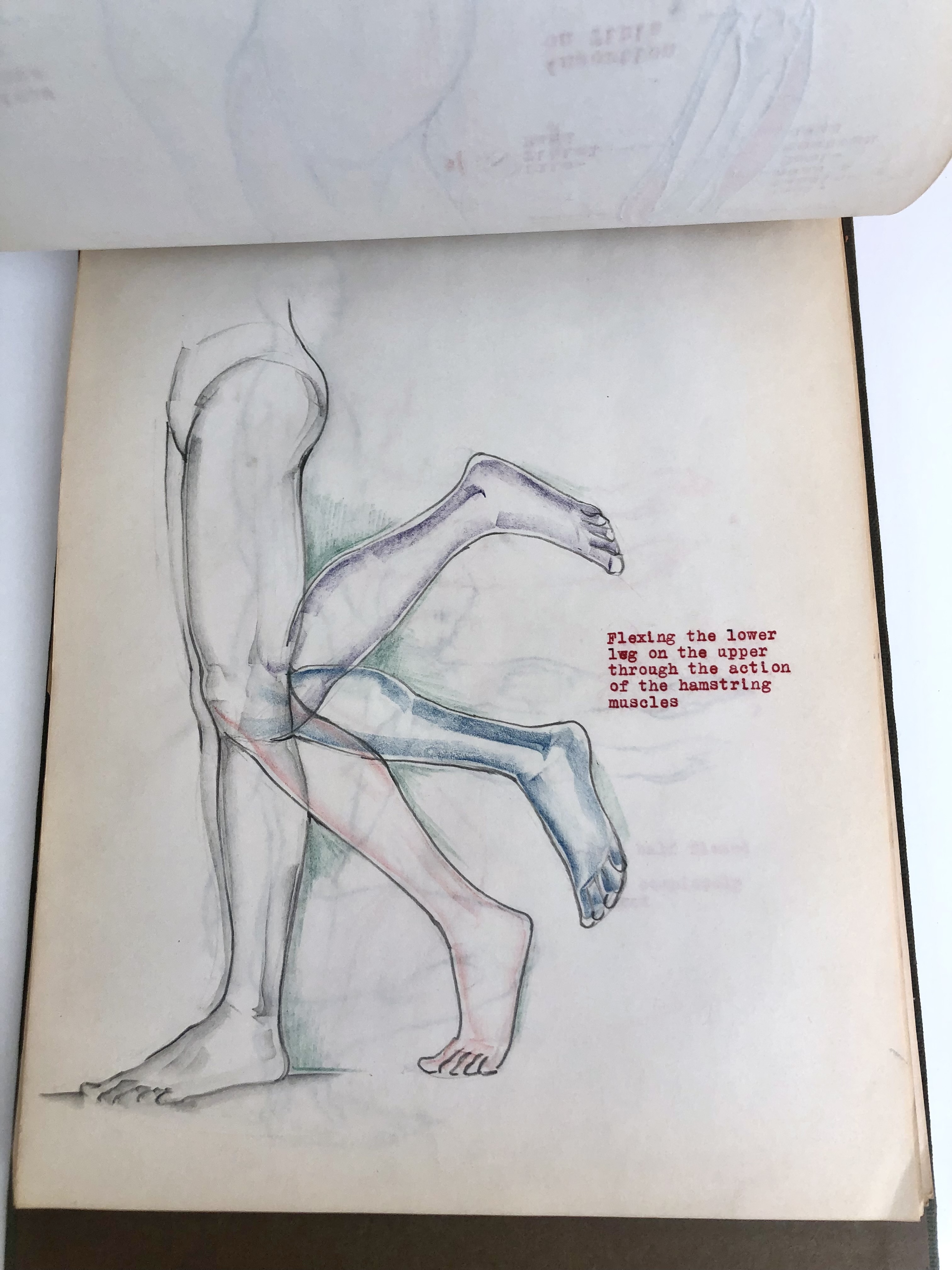 COLLECTION OF ORIGINAL ANATOMICAL DRAWINGS Handmade 1950 ANATOMY ...