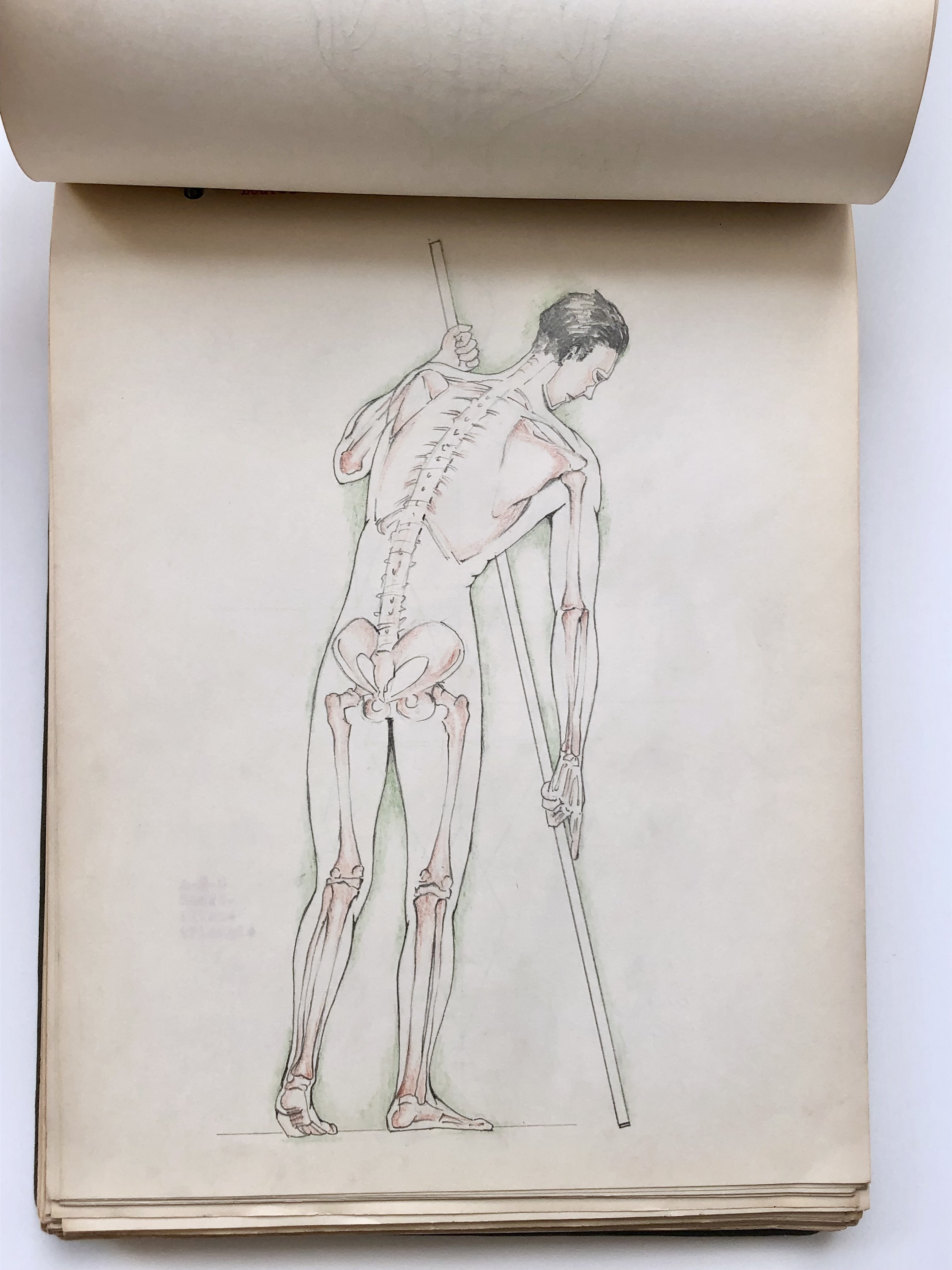 COLLECTION OF ORIGINAL ANATOMICAL DRAWINGS Handmade 1950 ANATOMY ...