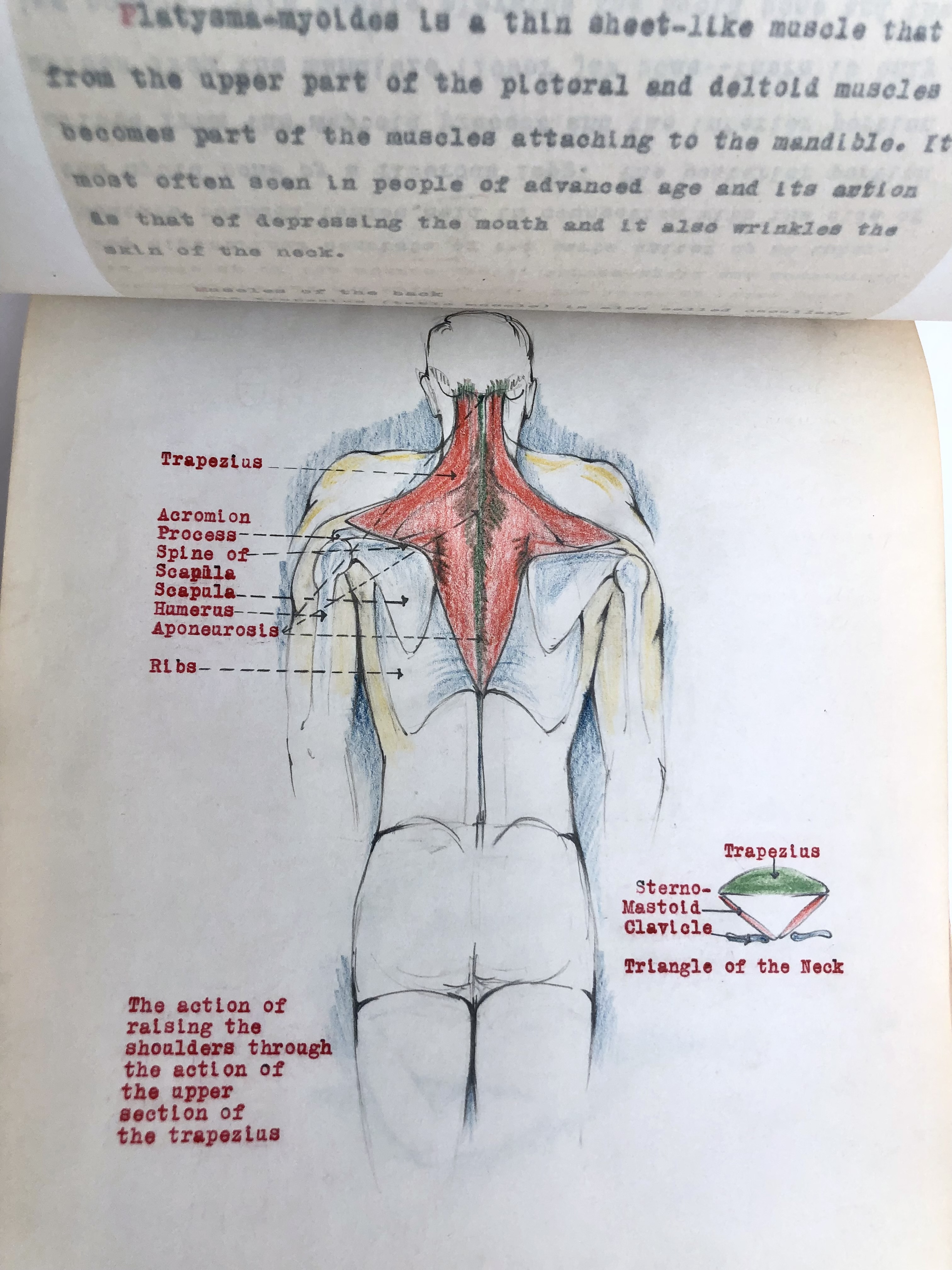 COLLECTION OF ORIGINAL ANATOMICAL DRAWINGS Handmade 1950 ANATOMY ...