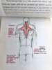 Another image of COLLECTION OF ORIGINAL ANATOMICAL DRAWINGS Handmade 1950 ANATOMY Artists BOOK by Female ART STUDENT Oakland California by Louise Fairbanks Williams