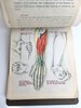 Another image of COLLECTION OF ORIGINAL ANATOMICAL DRAWINGS Handmade 1950 ANATOMY Artists BOOK by Female ART STUDENT Oakland California by Louise Fairbanks Williams