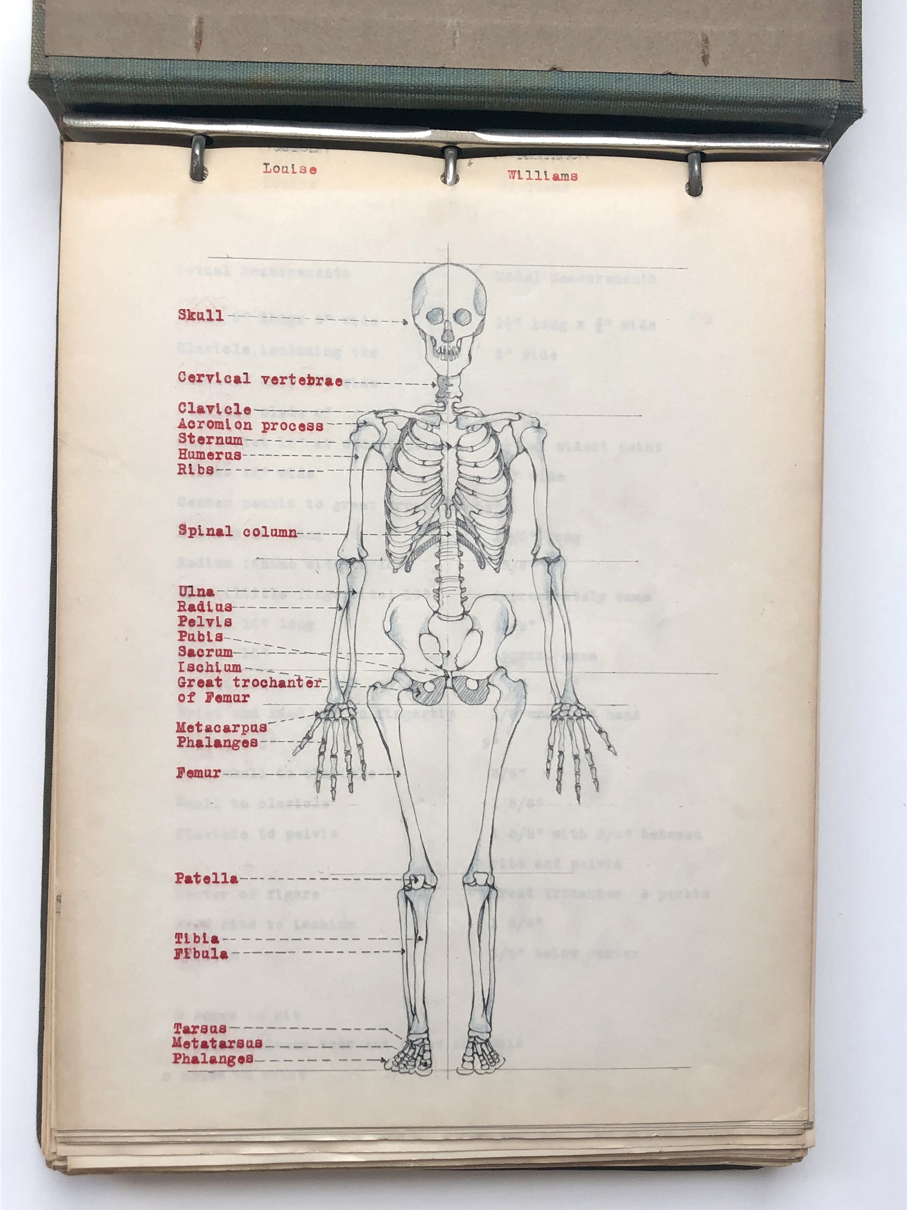 COLLECTION OF ORIGINAL ANATOMICAL DRAWINGS Handmade 1950 ANATOMY ...