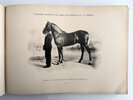 Another image of ANDALUSIAN HORSE REMOUNT & BREEDING in SPAIN for use in the SPANISH-AMERICAN WAR Illustrated with 169 PHOTOGRAPHS - CRÍA CABALLAR Y REMONTA DEL ESTADO - Published by the MINISTRY OF WAR, MADRID, SPAIN 1899 by Spanish Ministry of War