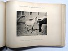 Another image of ANDALUSIAN HORSE REMOUNT & BREEDING in SPAIN for use in the SPANISH-AMERICAN WAR Illustrated with 169 PHOTOGRAPHS - CRÍA CABALLAR Y REMONTA DEL ESTADO - Published by the MINISTRY OF WAR, MADRID, SPAIN 1899 by Spanish Ministry of War