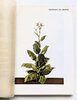 Another image of ITALIAN RAW TOBACCO w/ 44 COLOR PLATES of PLANTS & LEAVES + MAP of GROWING AREAS by Umberto Rossi
