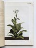 Another image of ITALIAN RAW TOBACCO w/ 44 COLOR PLATES of PLANTS & LEAVES + MAP of GROWING AREAS by Umberto Rossi